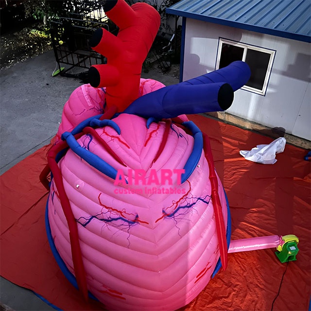 medical exhibition used inflatable heart model